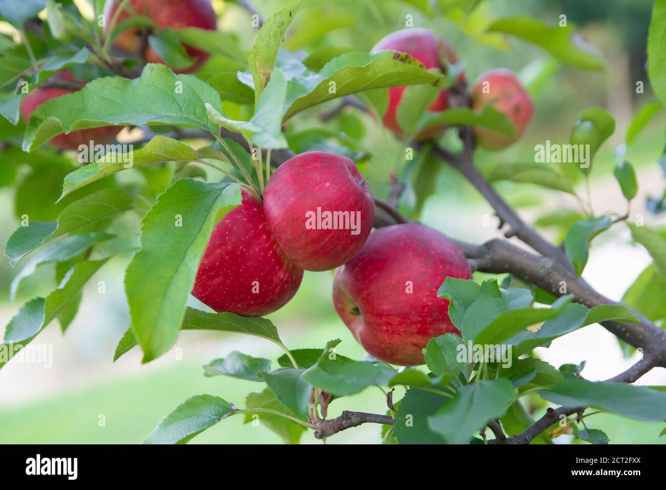 rama llena de manzanas rojas Foto de stock