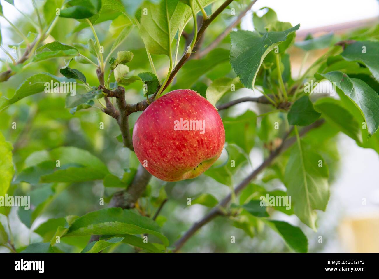 manzana creciendo en rama en el jardín Foto de stock