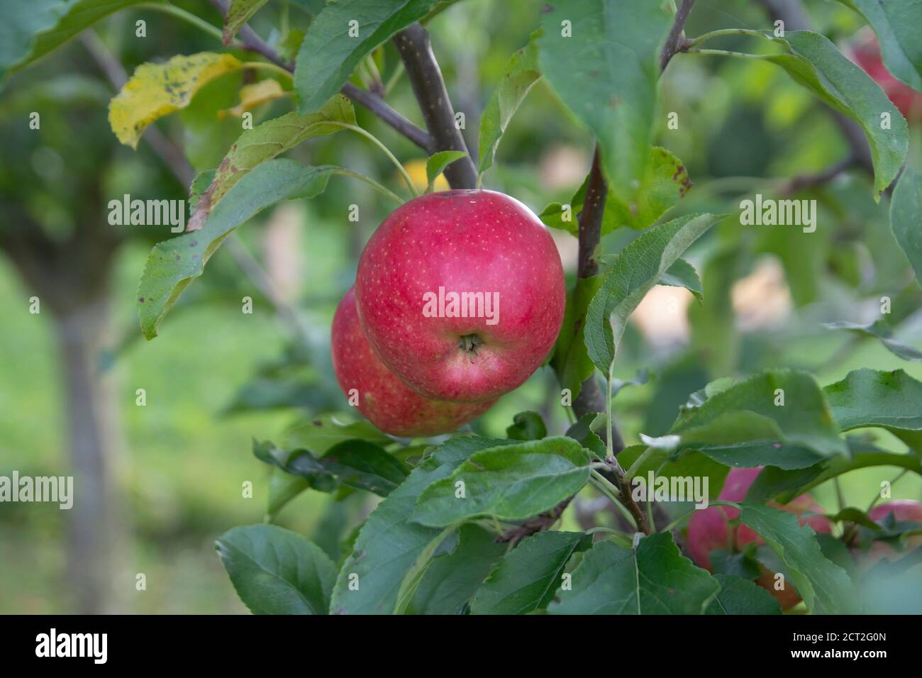 manzana roja en el huerto Foto de stock