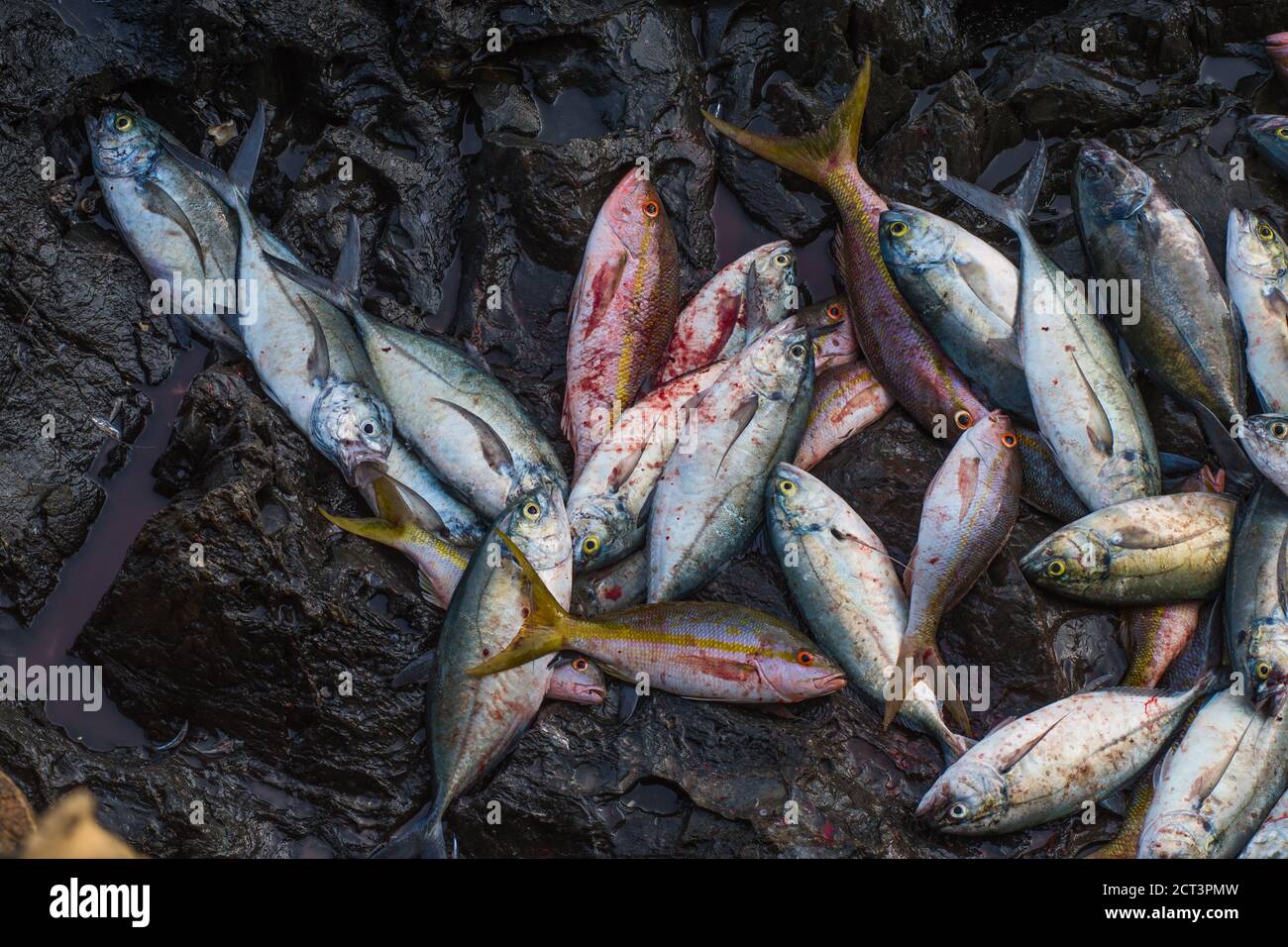 Industria pesquera los roques venezuela Foto de stock