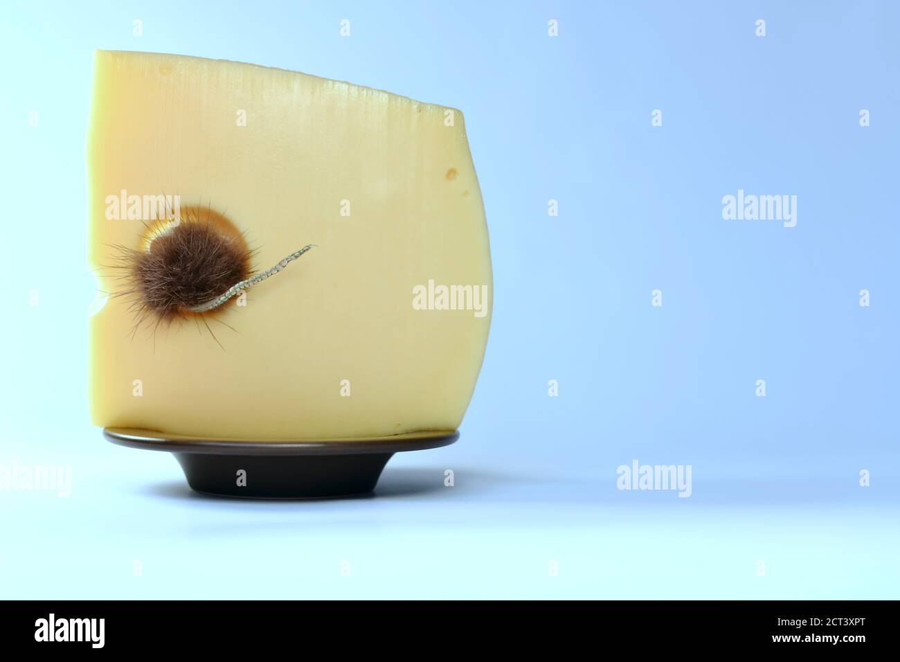 Ratón en una cola de agujero de queso hacia fuera, en un barco - platillo, con una vela de queso, sobre un fondo azul - el mar. Foto de stock