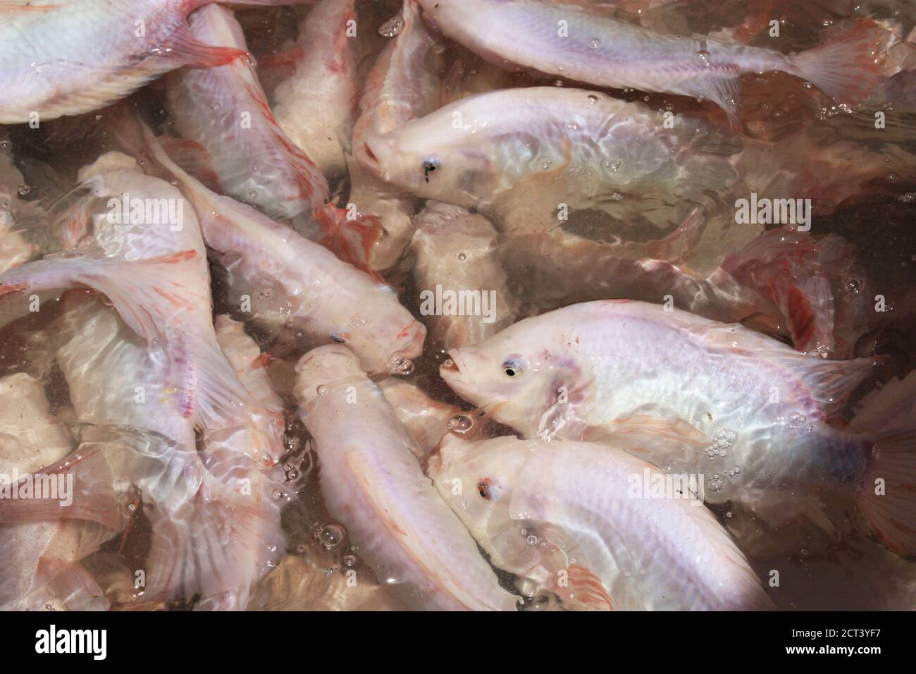 Cultivo de tilapia fotografías e imágenes de alta resolución Alamy