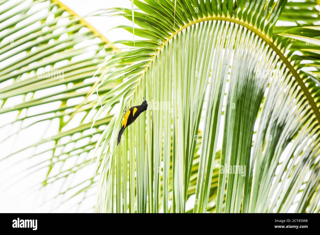 Flycatcher Social (Myiozetetes similis), Boca tapada, Provincia de Alajuela, Costa Rica Foto de stock
