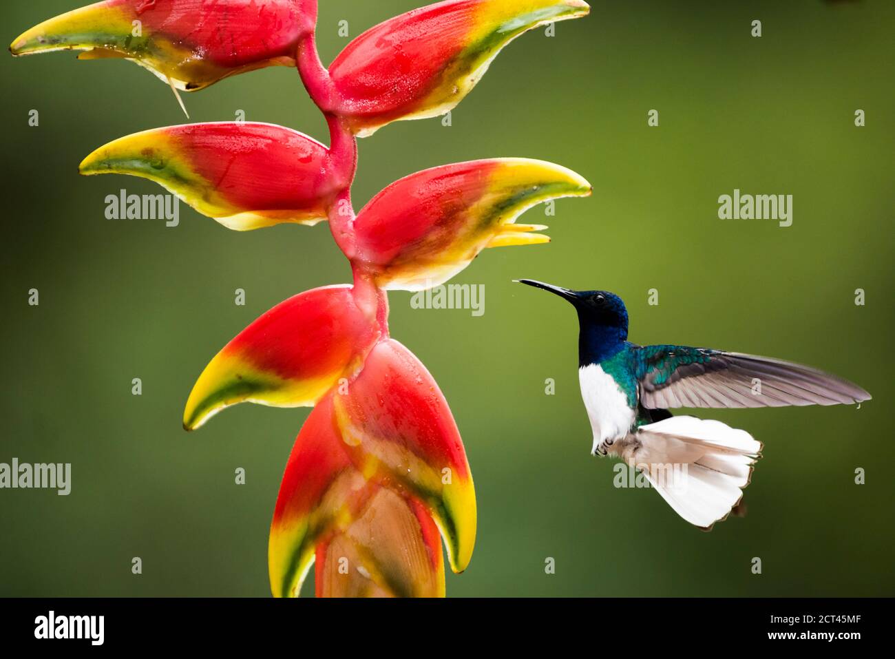 Jacobino de cuello blanco (Florisuga mellivora aka Collado colibrí) Boca tapada, Provincia de Alajuela, Costa Rica Foto de stock