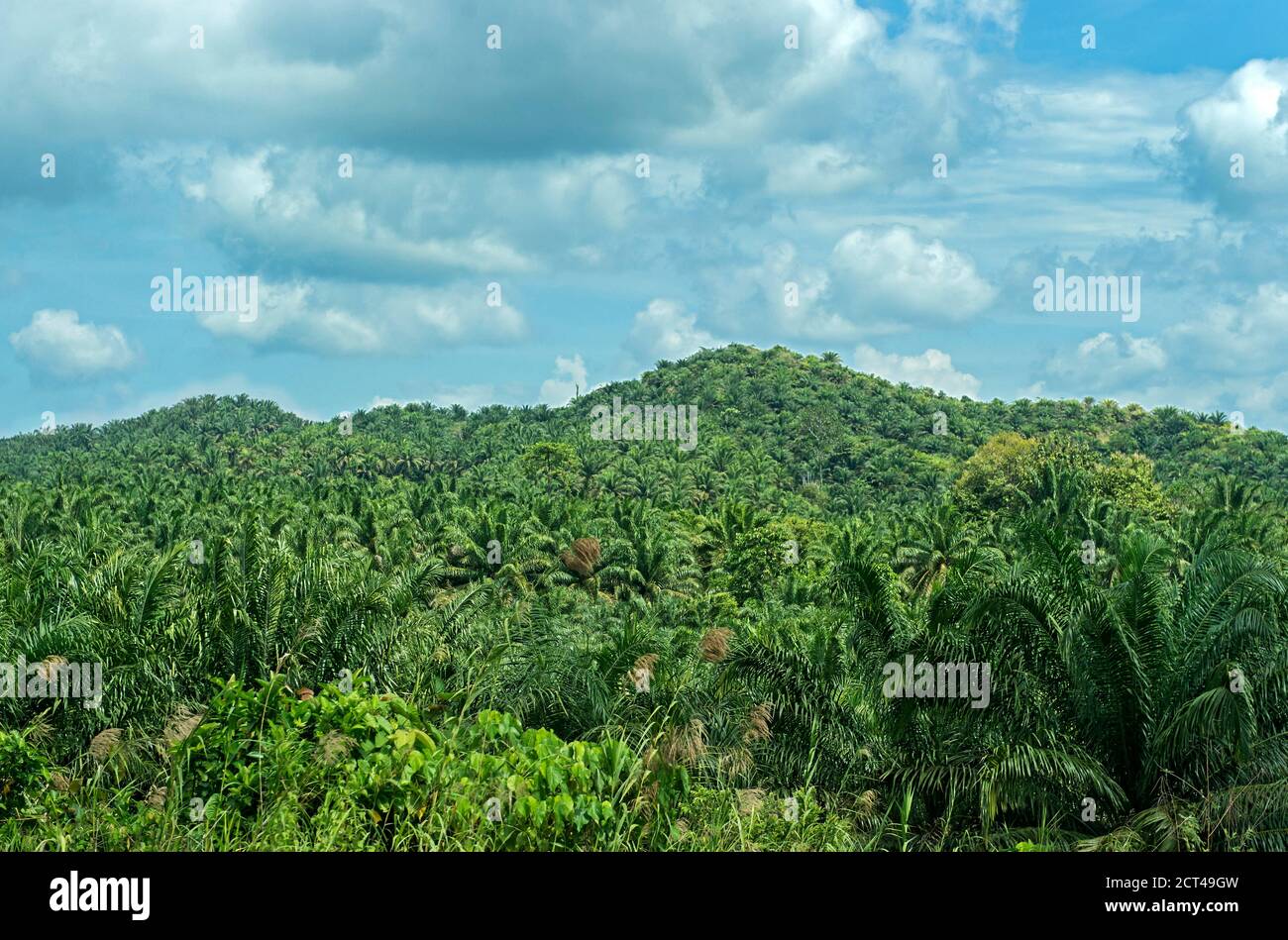 Plantación comercial de palma aceitera en una antigua zona tropical de selva tropical, Sabah, Borneo, Malasia Foto de stock
