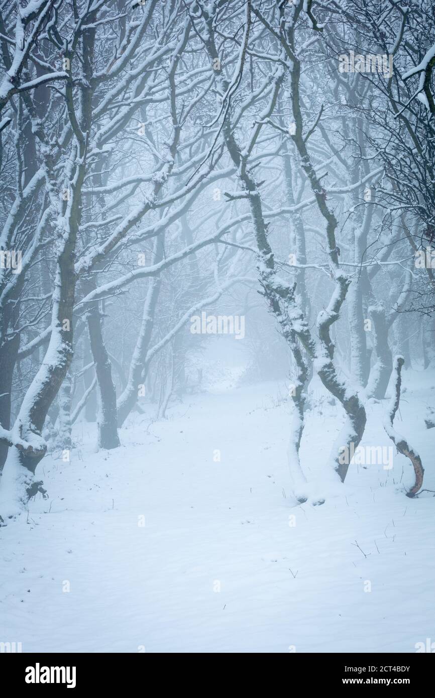 Un túnel de árboles cubiertos de nieve en invierno Foto de stock