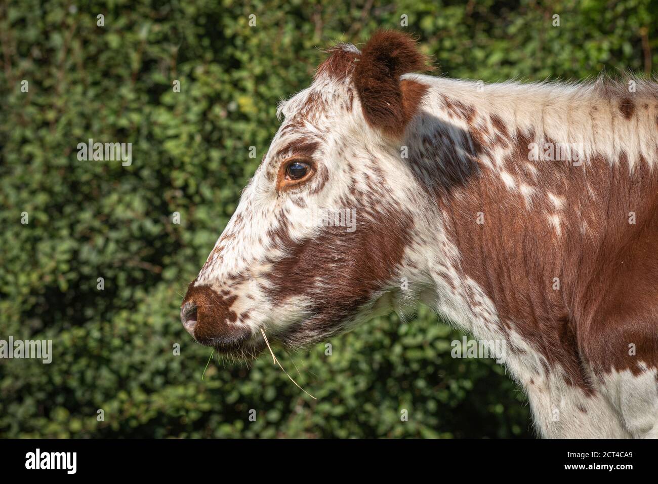 Un retrato de primer plano de la cabeza de una vaca marrón y blanca. Tiene hierba en su boca Foto de stock