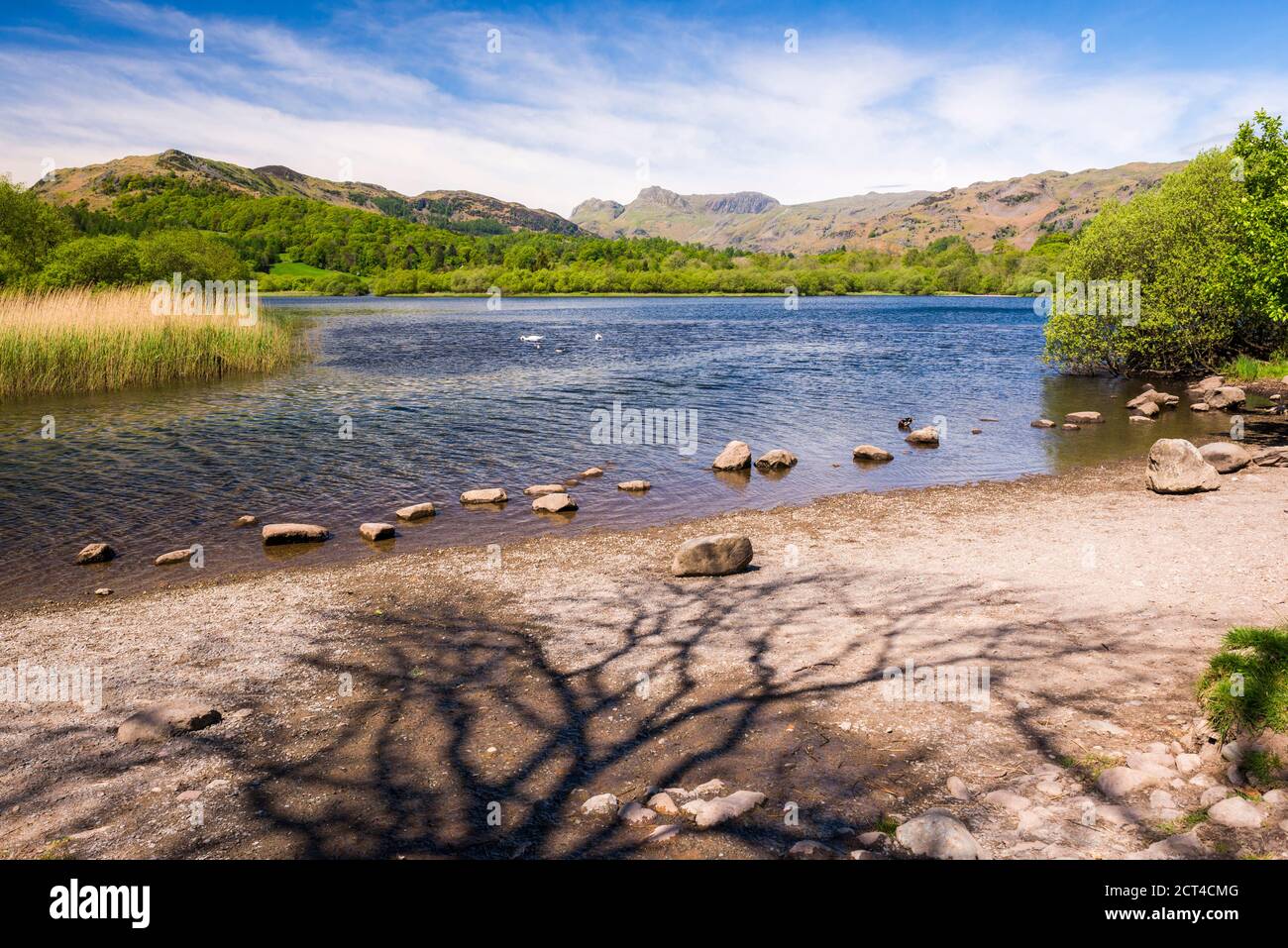 Elter Water Lake, Elterwater, Lake District, Cumbria, Inglaterra, Reino Unido, Europa Foto de stock