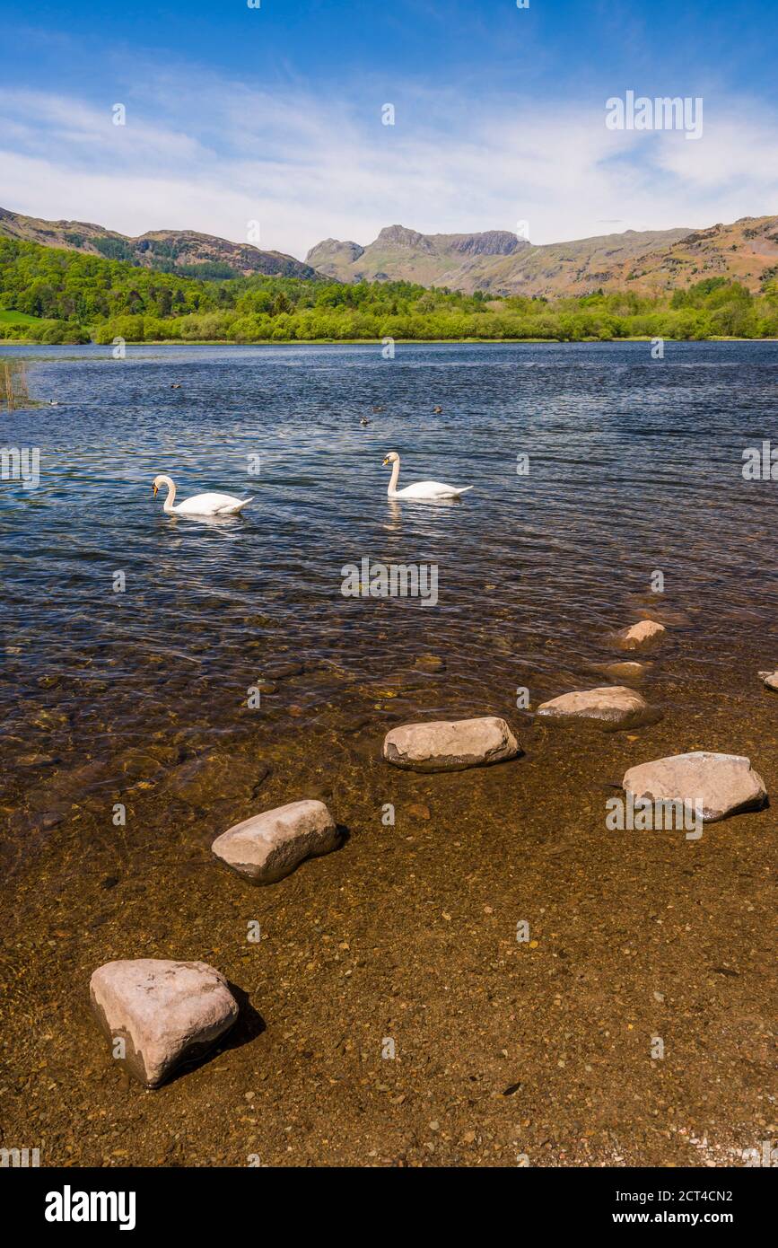 Cisnes en Elter Water Lake, Elterwater Landscape, Lake District, Cumbria, Inglaterra, Reino Unido, Europa Foto de stock