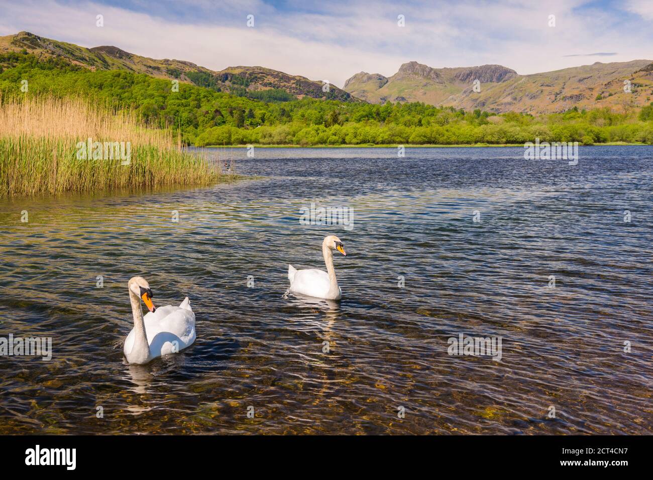 Cisnes en Elter Water Lake, Elterwater Landscape, Lake District, Cumbria, Inglaterra, Reino Unido, Europa Foto de stock