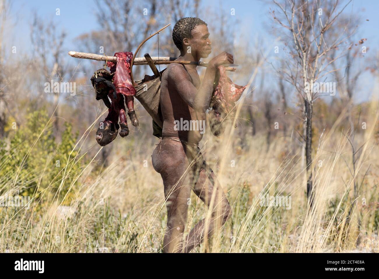 Una exitosa caza de puercoespines en Tsumkwe, Namibia. Foto de stock