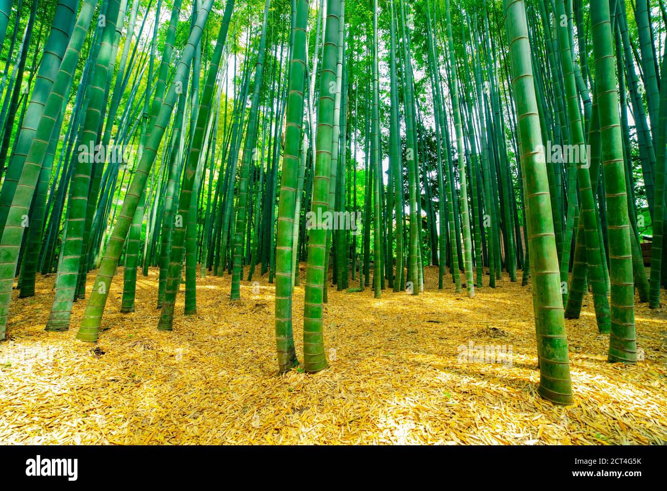 Bosque de bambú en el tradicional guardas Fotografía de stock Alamy