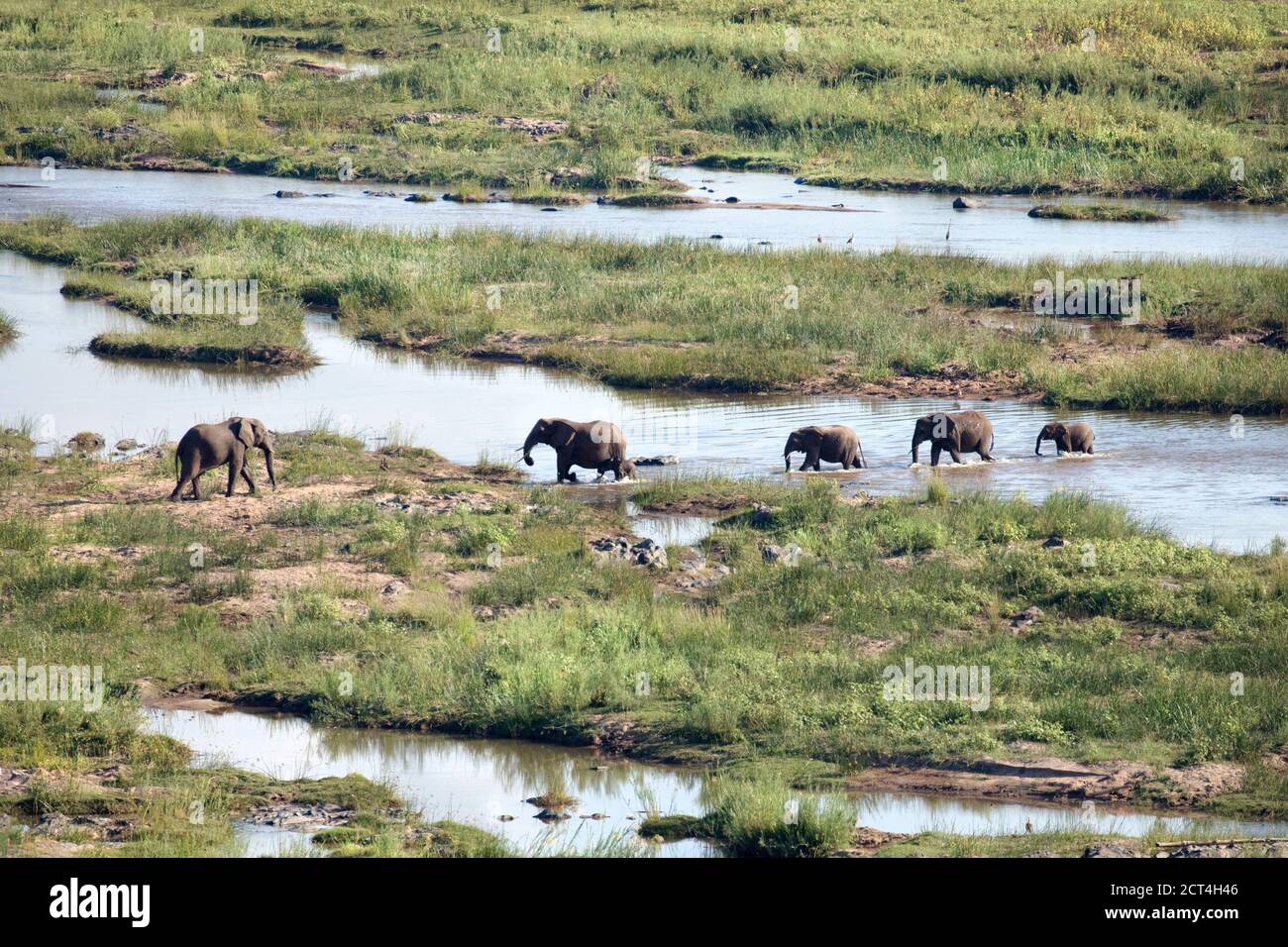Elefantes cruzando un río en el Parque Nacional Kruger, Sudáfrica. Foto de stock