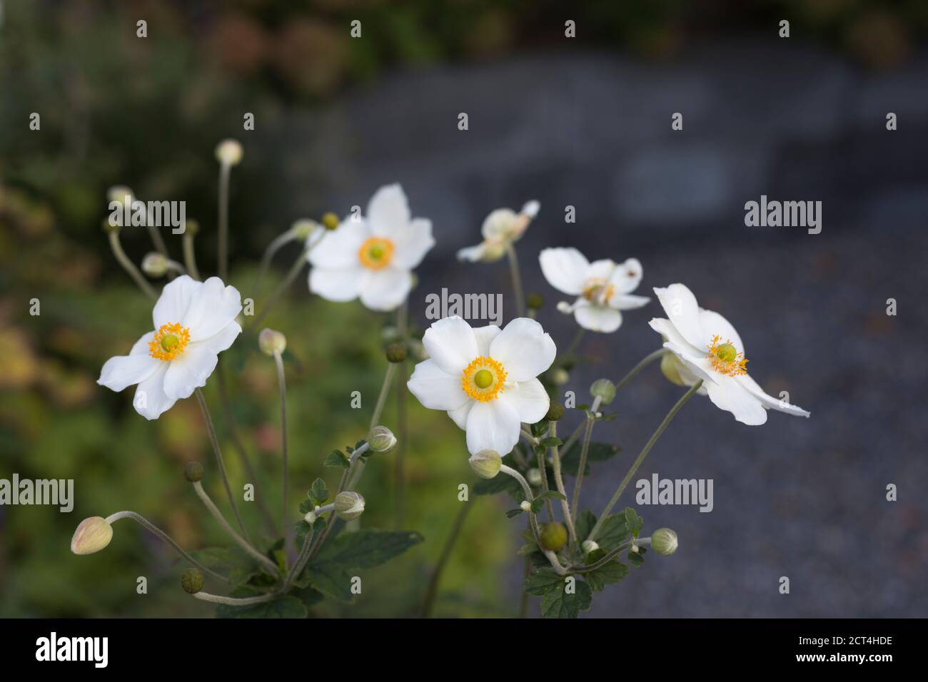 Anémonas en flor, flores blancas en el jardín Fotografía de stock - Alamy