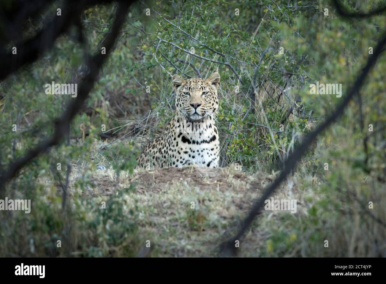 Un leopardo macho caza en la mañana. Foto de stock
