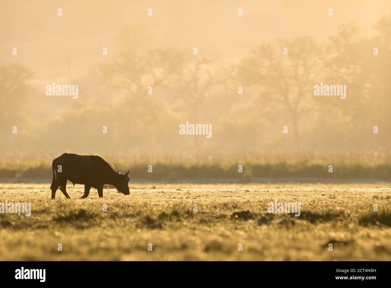Un búfalo africano en el Parque Nacional Chobe, Botswana. Foto de stock