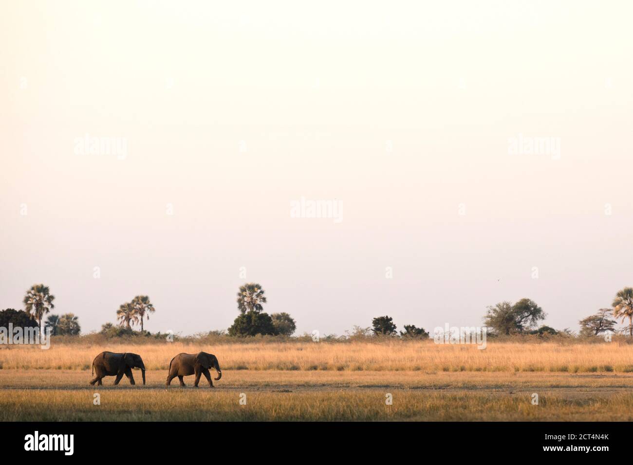 Dos elefantes caminan por las llanuras abiertas en el delta del Okavango, Botswana. Foto de stock