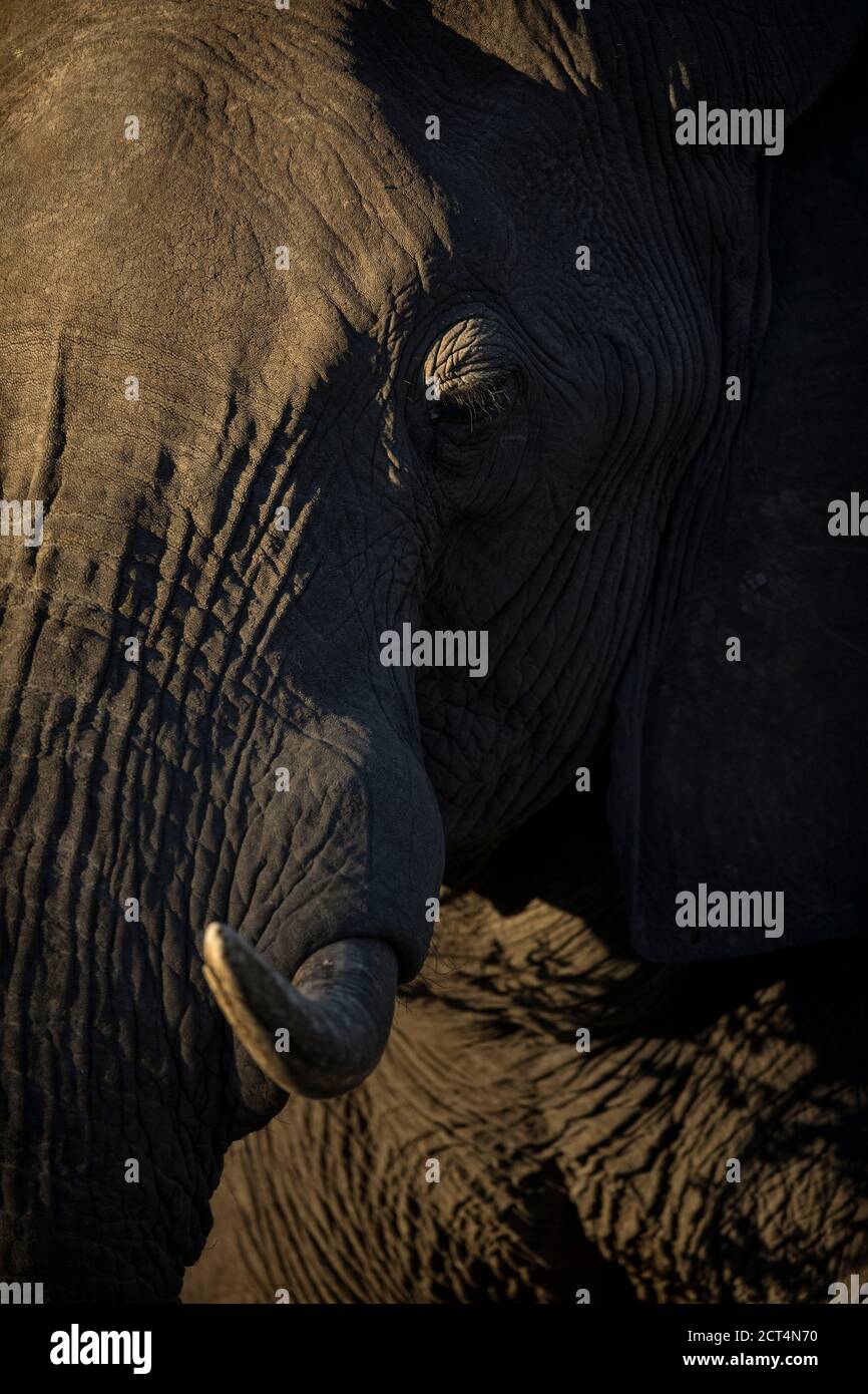Los ojos y el colmillo de un gran elefante en el Parque Nacional Chobe, Kasane, Botswana Foto de stock