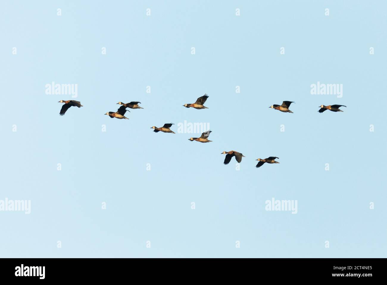 Gansos volando en formación en un cielo azul. Foto de stock