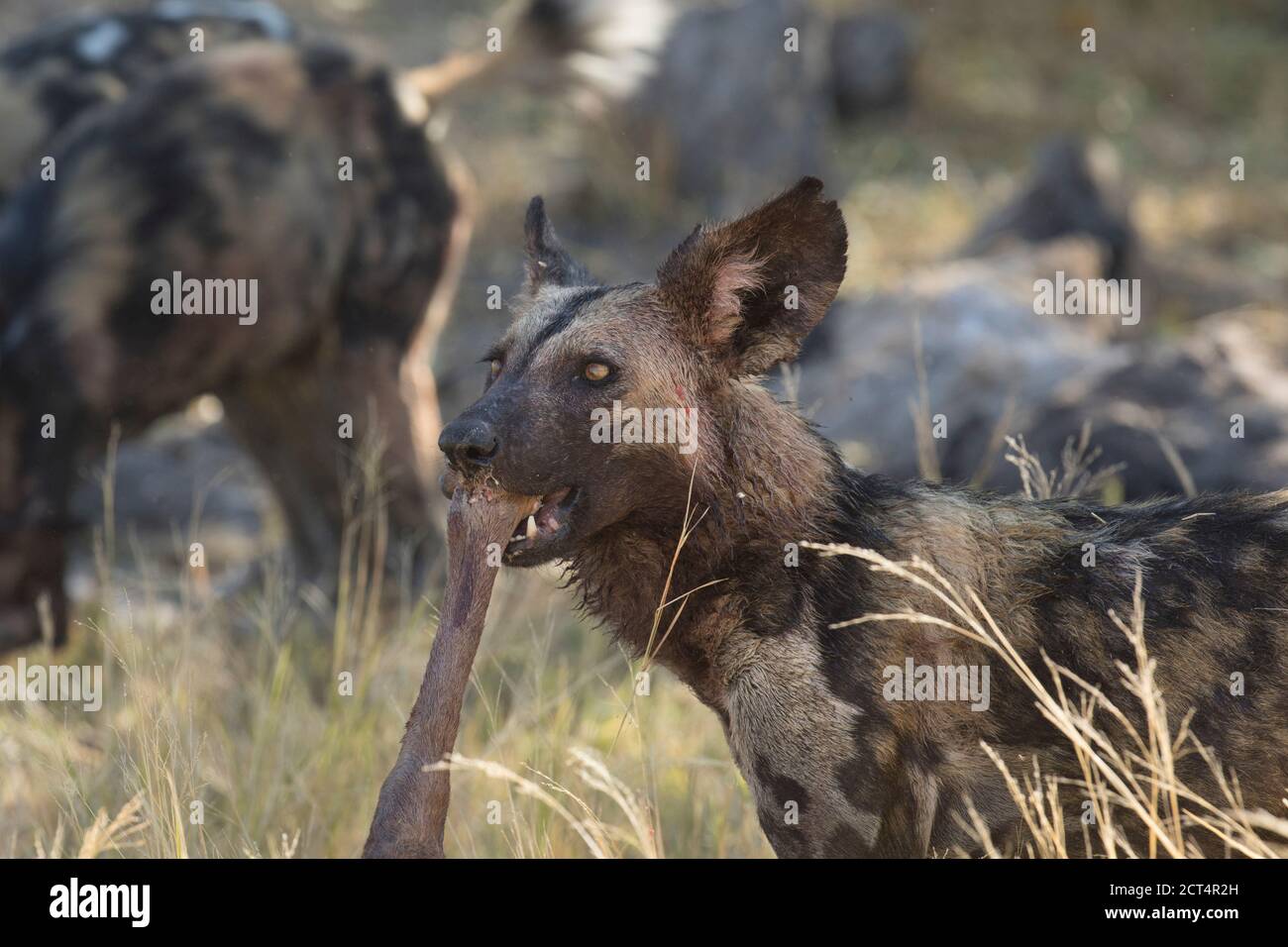 Caza de perro salvaje africano o lobo pintado en el Parque Nacional Chobe, Botswana. Foto de stock