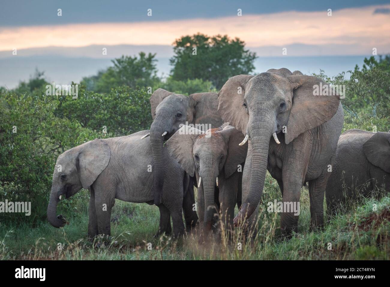 Rebaño de elefante africano (Loxodonta africana) en Sosian Ranch al atardecer, condado de Laikipia, Kenia Foto de stock