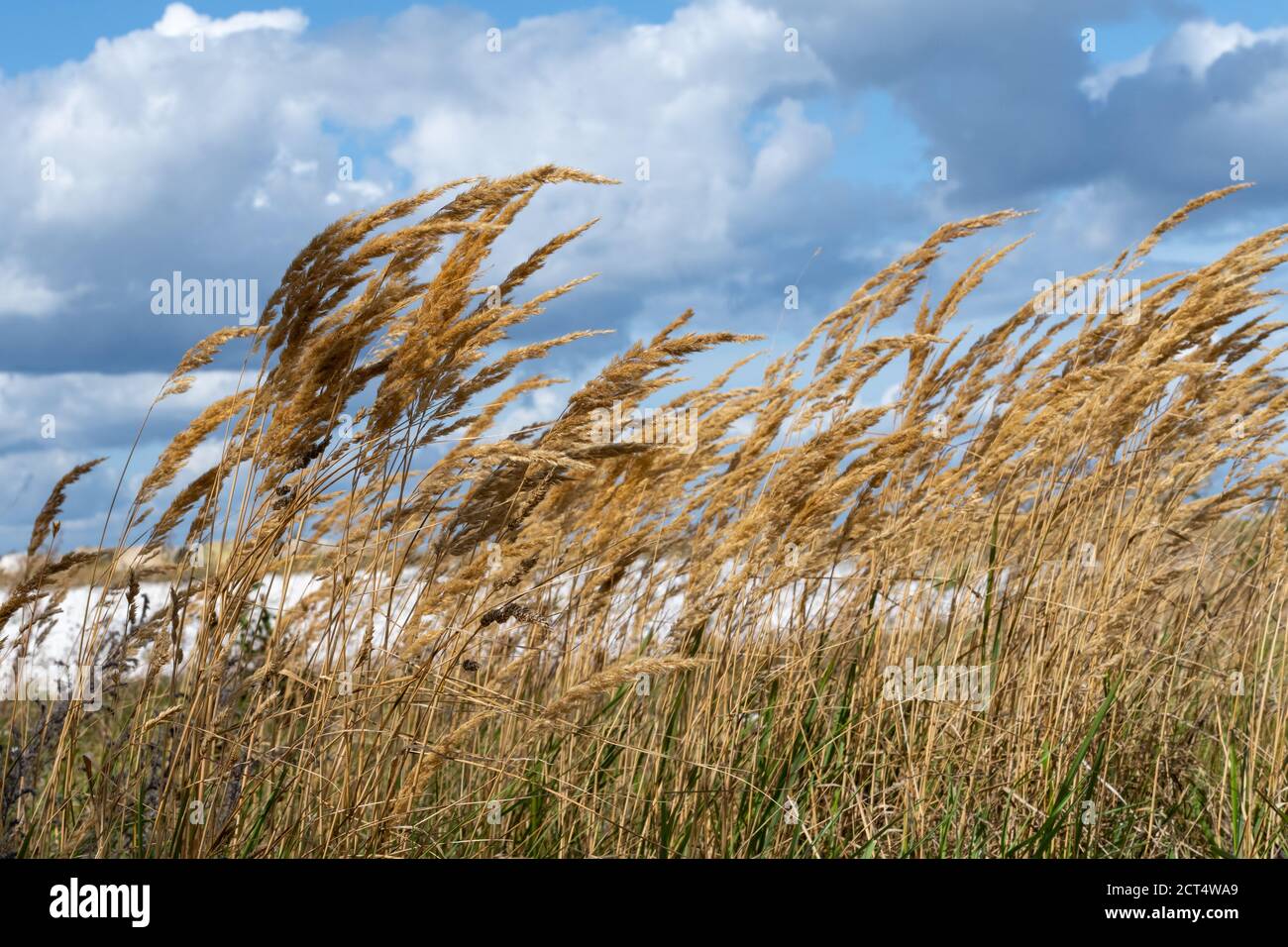 Una foto de hierba salvaje con un cielo dramático con nubes oscuras en el fondo Foto de stock