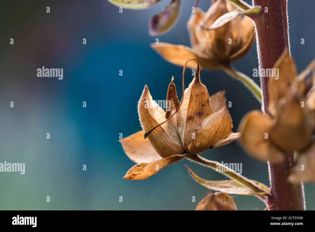 Semillas y cápsulas de semilla secas y abiertas digitálicas macro de textura, sobre fondo azul borroso, contraste de luz y sombras Foto de stock