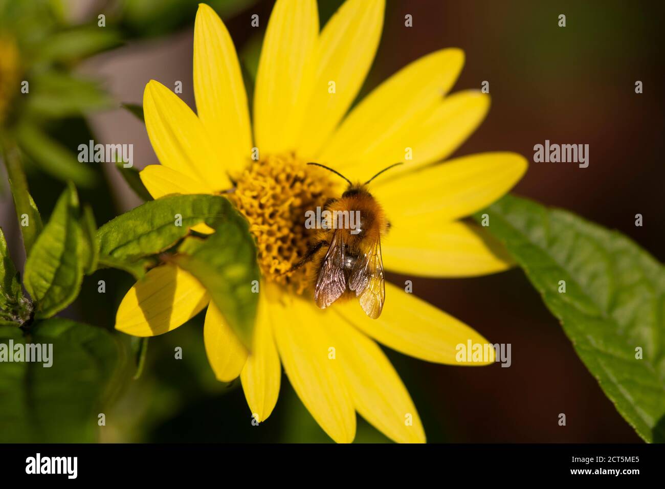 Abeja de miel que se alimenta en un Alcachofa Jerusalén Foto de stock