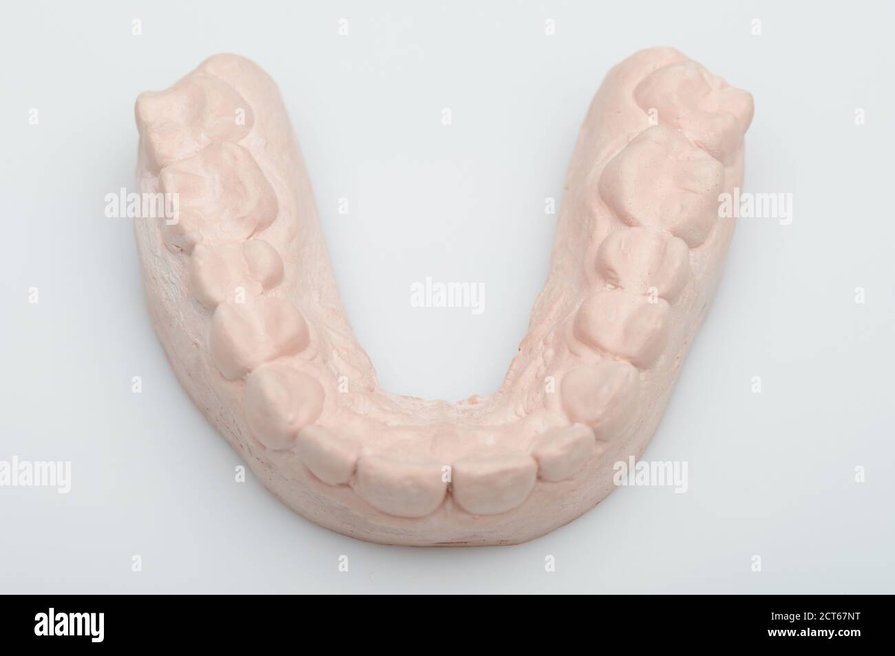 Modelo de dientes humanos aislados sobre fondo blanco de estudio Foto de stock