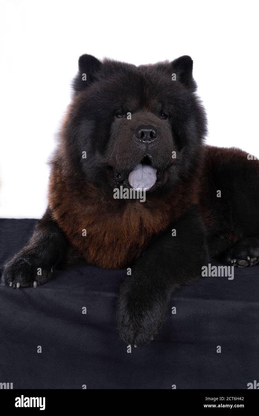 Un perro chino negro Chow Chow con la lengua azul contra fondo blanco  Fotografía de stock - Alamy