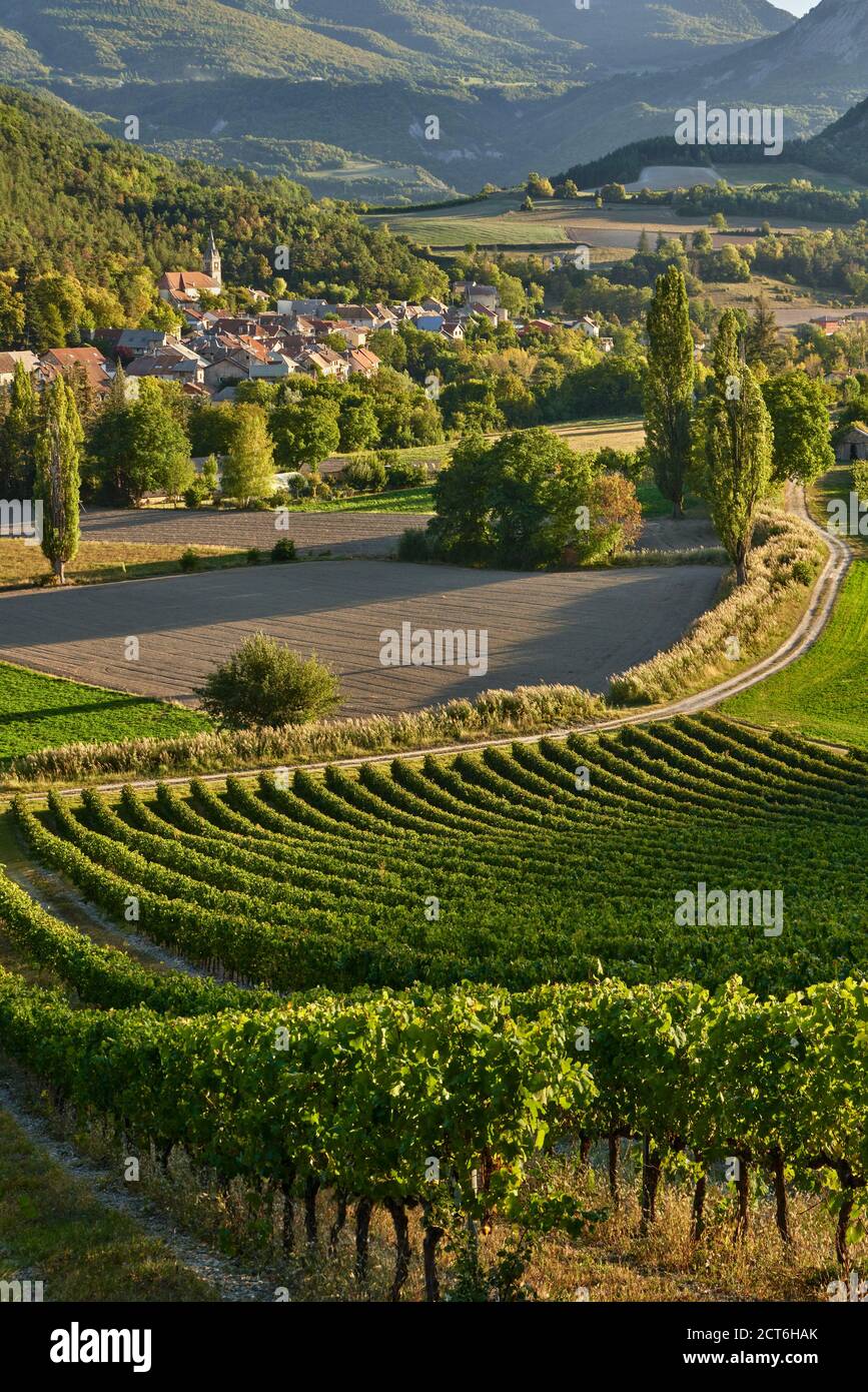 Viñedos y el pueblo de Valserres en otoño. Bodega y viñedos en los Altos Alpes (05), Avance Valley, Alpes, Francia Foto de stock