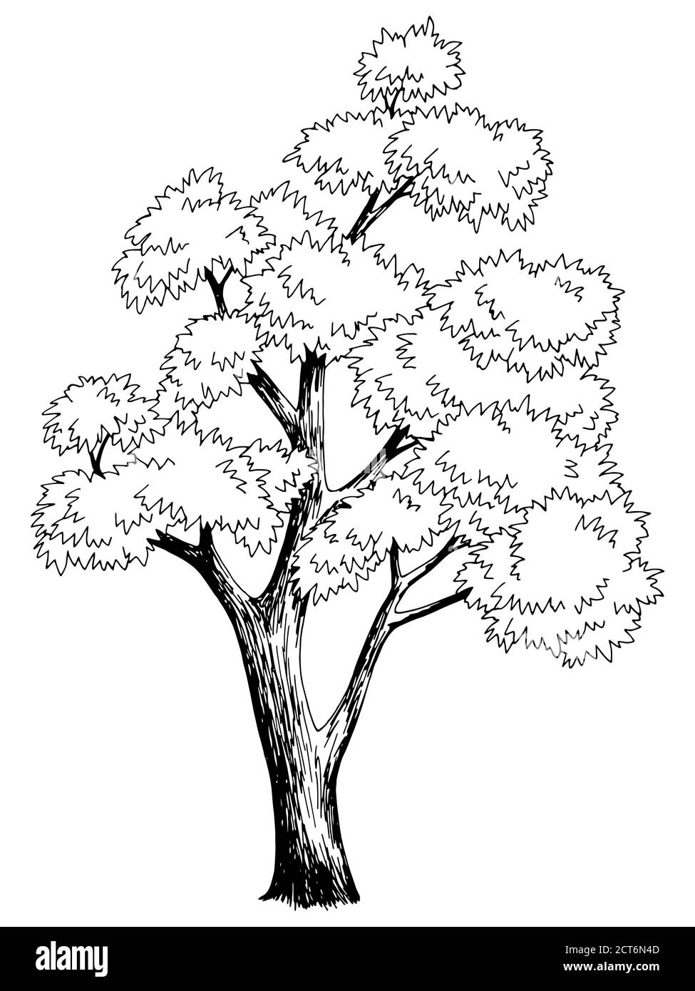 dibujo de tronco de árbol de arce