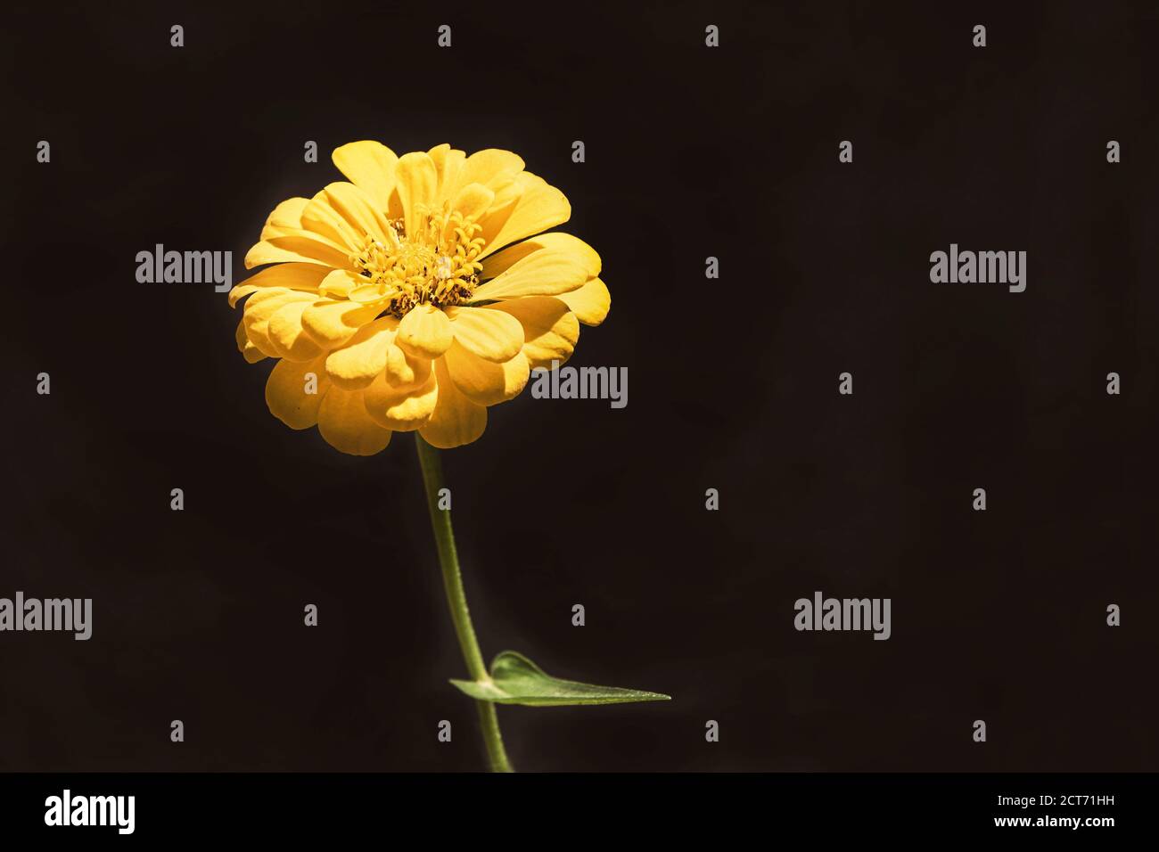 una sola flor amarilla dorada de zinnia con una hoja aislada sobre fondo negro Foto de stock