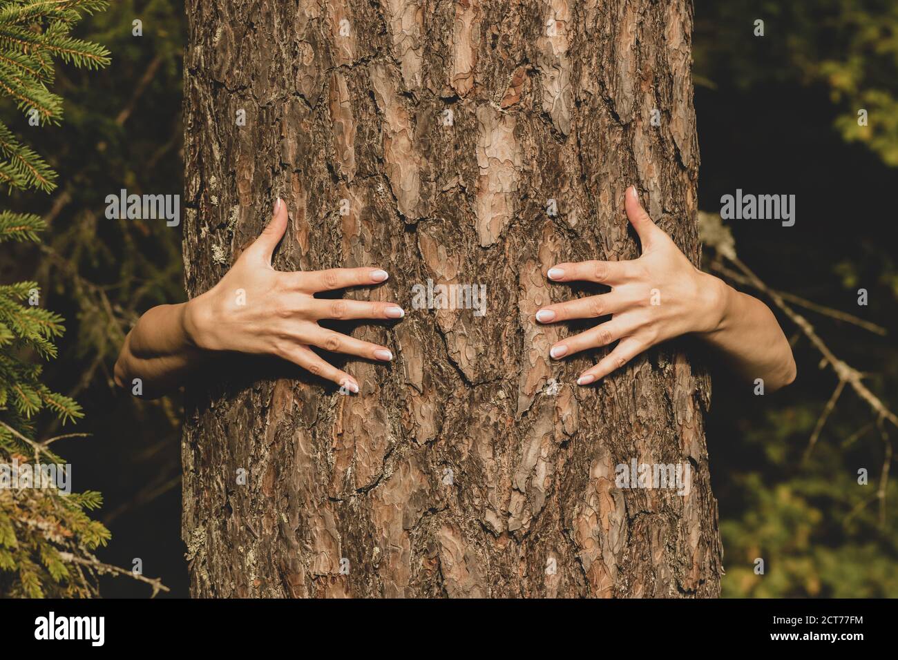 Concepto humano y natural. Mujer manos abrazando el pino en el fondo del follaje oscuro con el espacio de copia Foto de stock