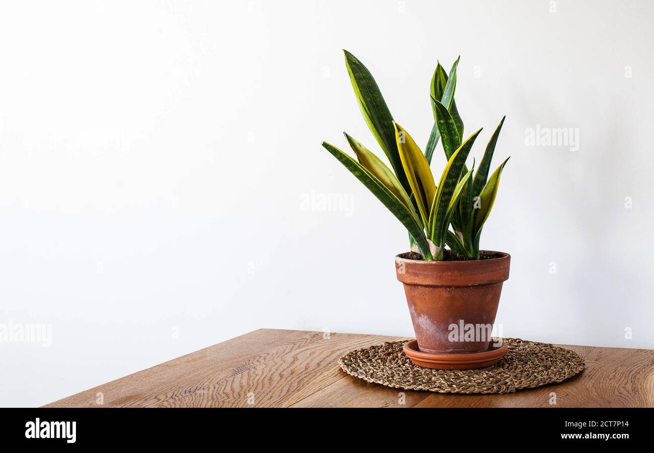 Planta verde Sansevieria trifasciata sobre mesa de madera. Plantas interiores, estilo escandinavo en el interior. Espacio de copia Foto de stock