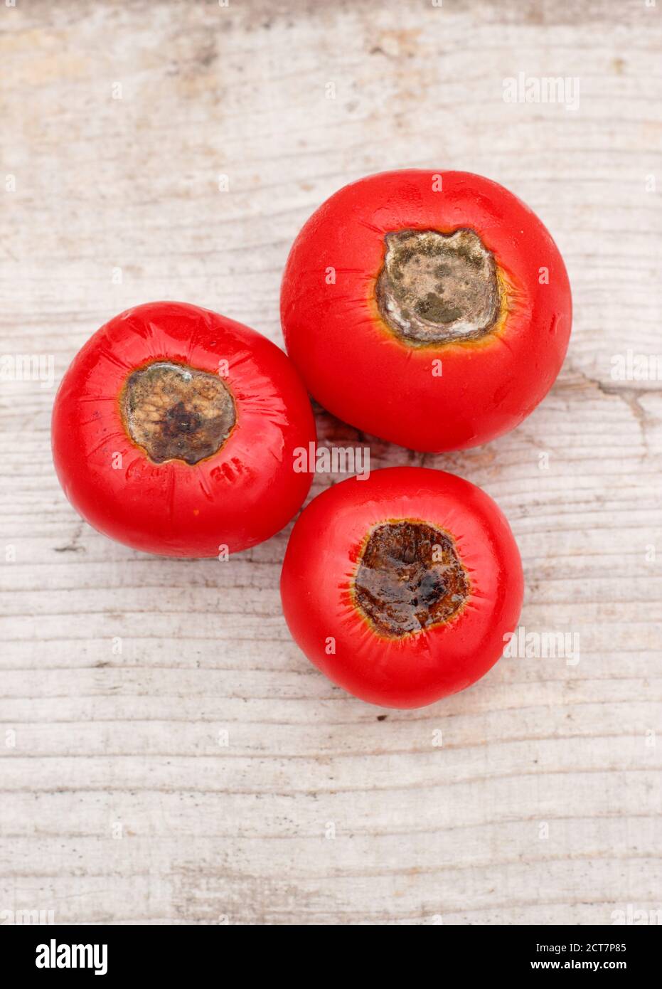 Tomates cultivados en casa con pudrición final de flor causada por la falta de calcio y problemas de riego asociados. Solanum lycopersicum 'Alicante'. Foto de stock