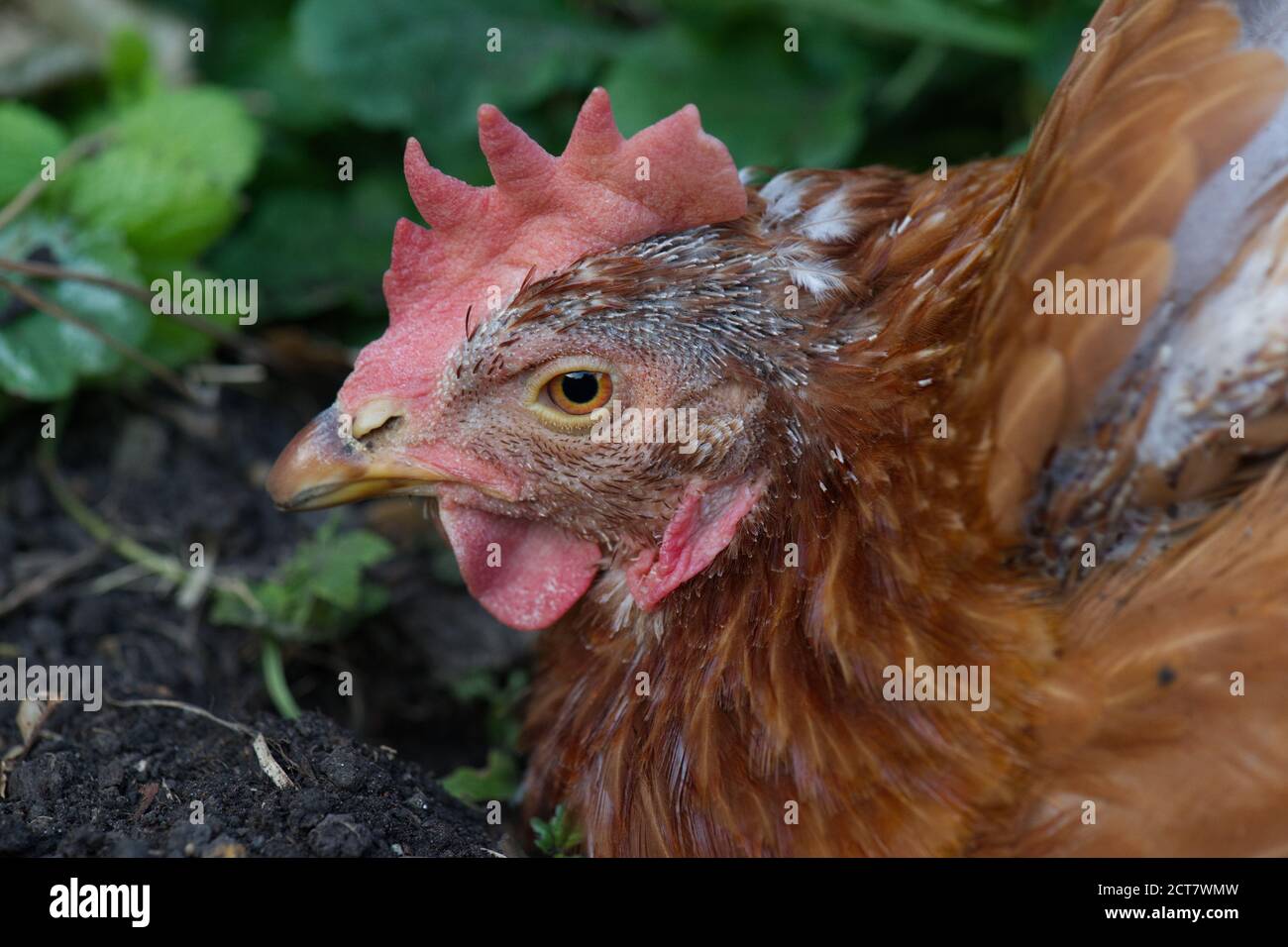 Pollos de rescate de mascotas en el jardín Foto de stock