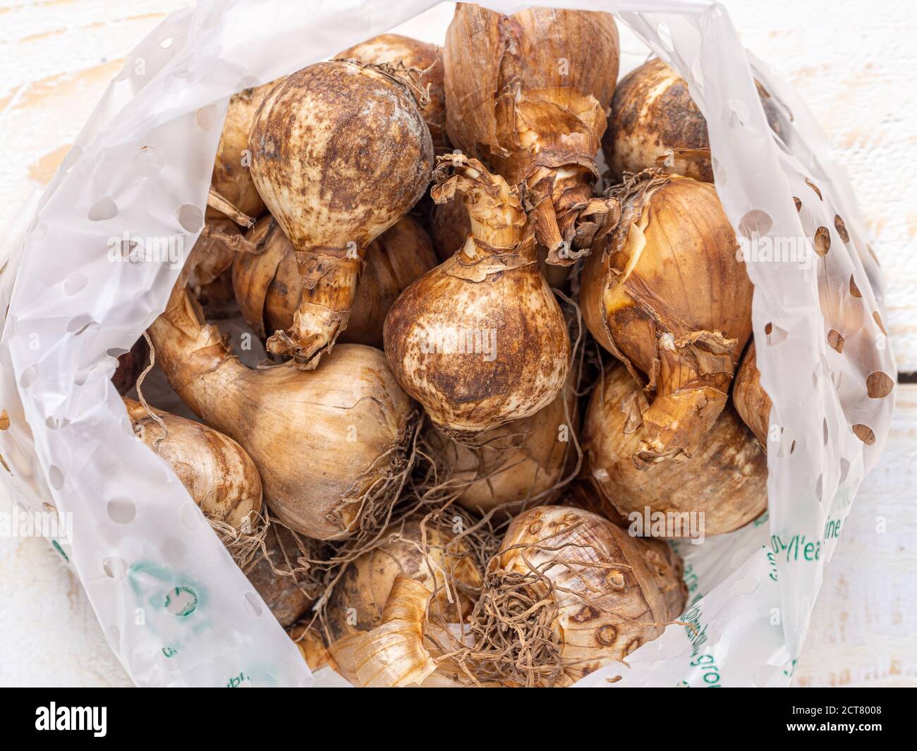 Paquete de venta al por menor de bulbos de narciso mezclados listos para plantar. Foto de stock