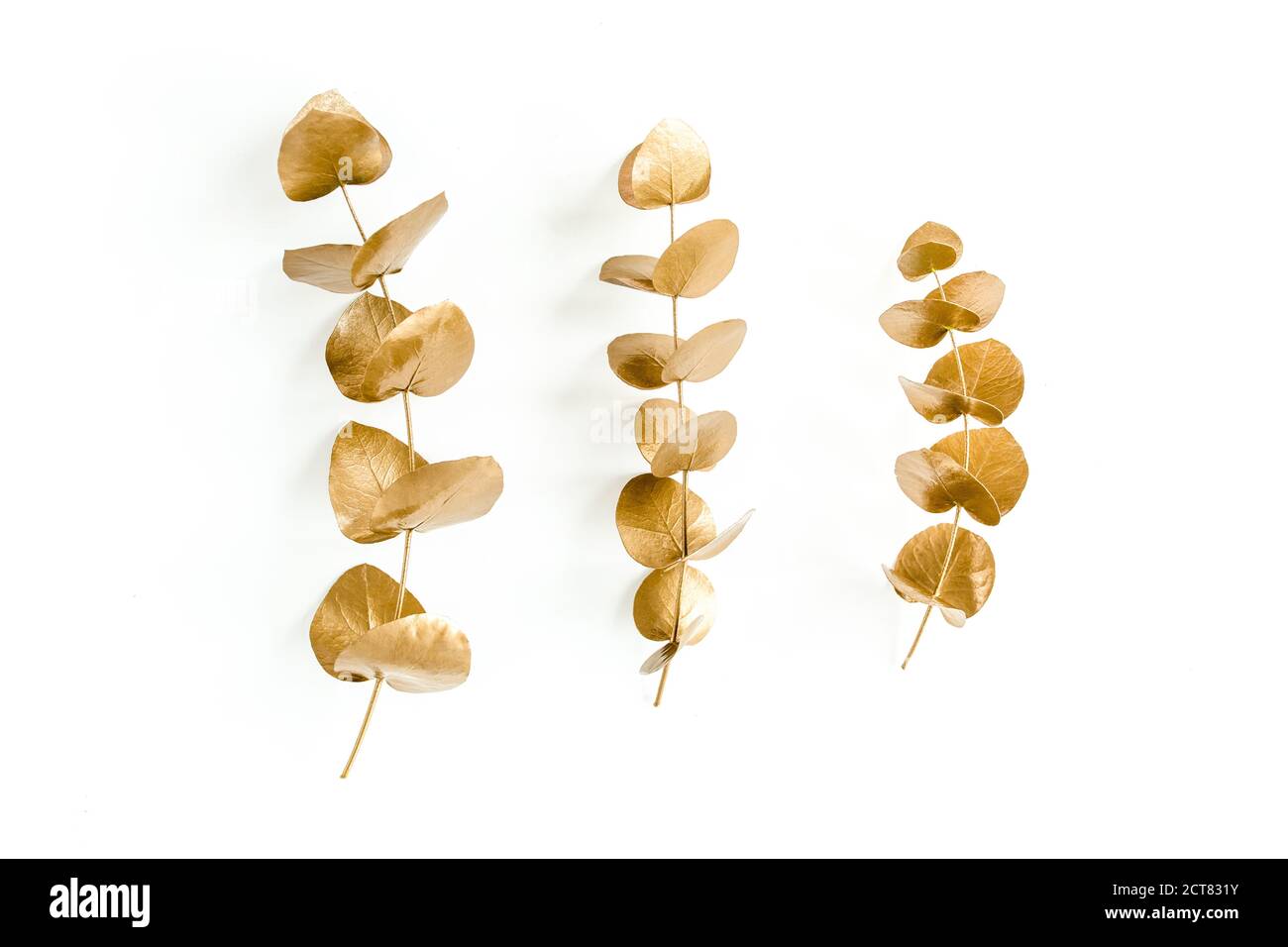 Hojas de oro de eucalipto sobre fondo blanco. Concepto mínimo. Plano