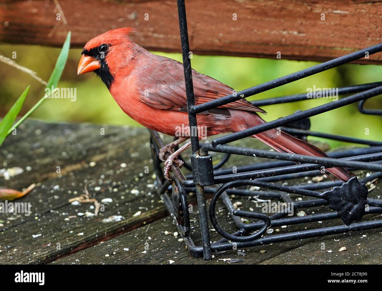 Hombre cardenal del norte ricamente coloreado en la cubierta Foto de stock