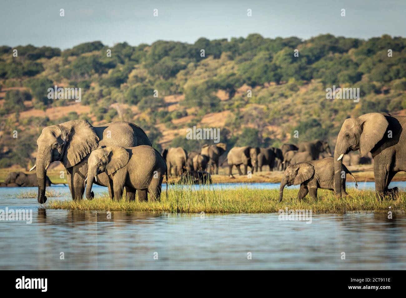 Elefantes de pie en un banco de hierba del río Chobe bebiendo Agua a última hora de la tarde en Botswana Foto de stock