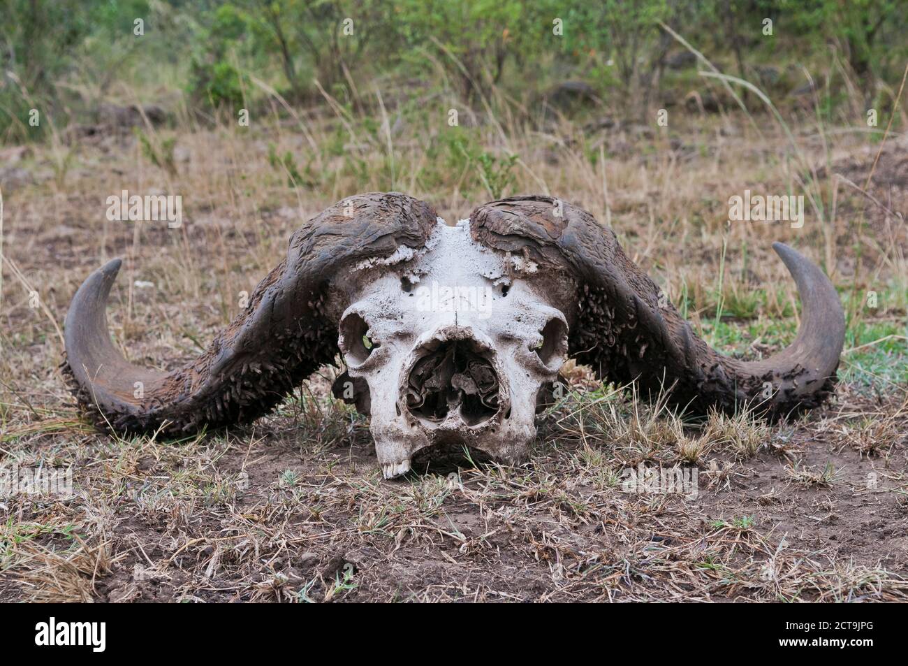 África, Kenia, Masai Mara, la Reserva Nacional, el cráneo con los cuernos de un búfalo africano (Syncerus o Cape Búfalo caffer) Foto de stock
