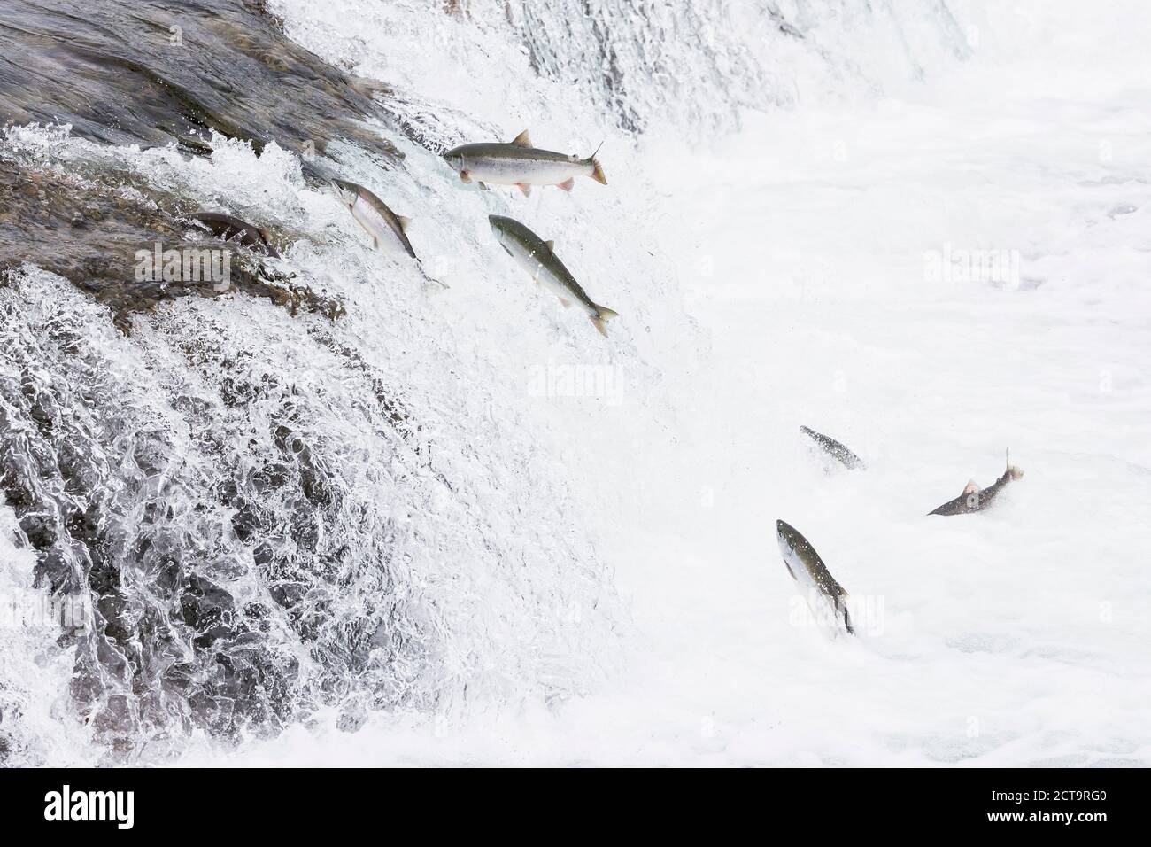 Brooks falls fotografías e imágenes de alta resolución Alamy