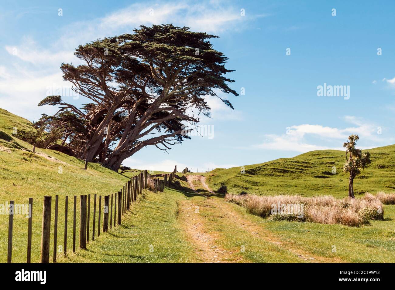 Nueva Zelandia, Bahía Dorada, vista a inclinado grandes árboles viejos en Cape Farewell Foto de stock