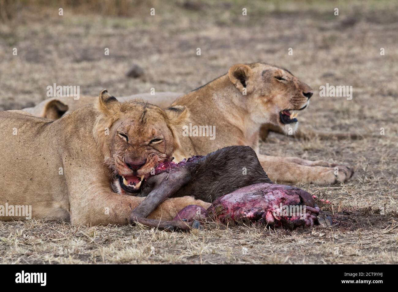 África, Kenia, Reserva Nacional Maasai Mara, Leones, Panthera leo, hembras, comiendo un Wildebeest Azul Foto de stock
