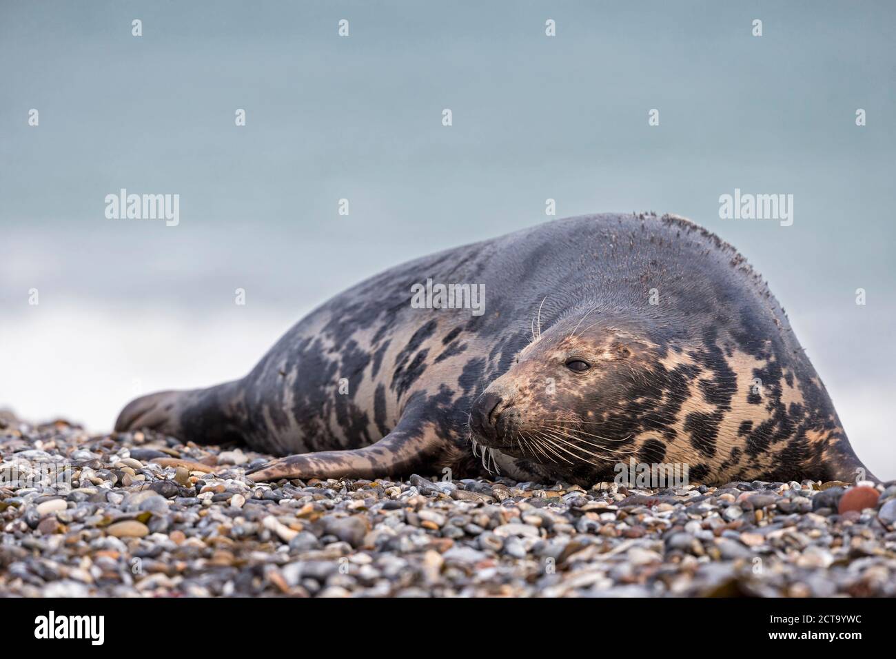 Alemania, la Isla de Helgoland, Duene, focas grises (Halichoerus grypus) en Beach Foto de stock