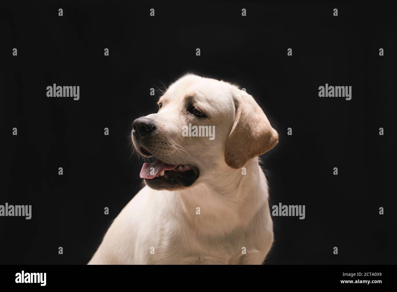 joven perro labrador cachorro en estudio sobre fondo negro de cabeza disparos perfil vertical Foto de stock