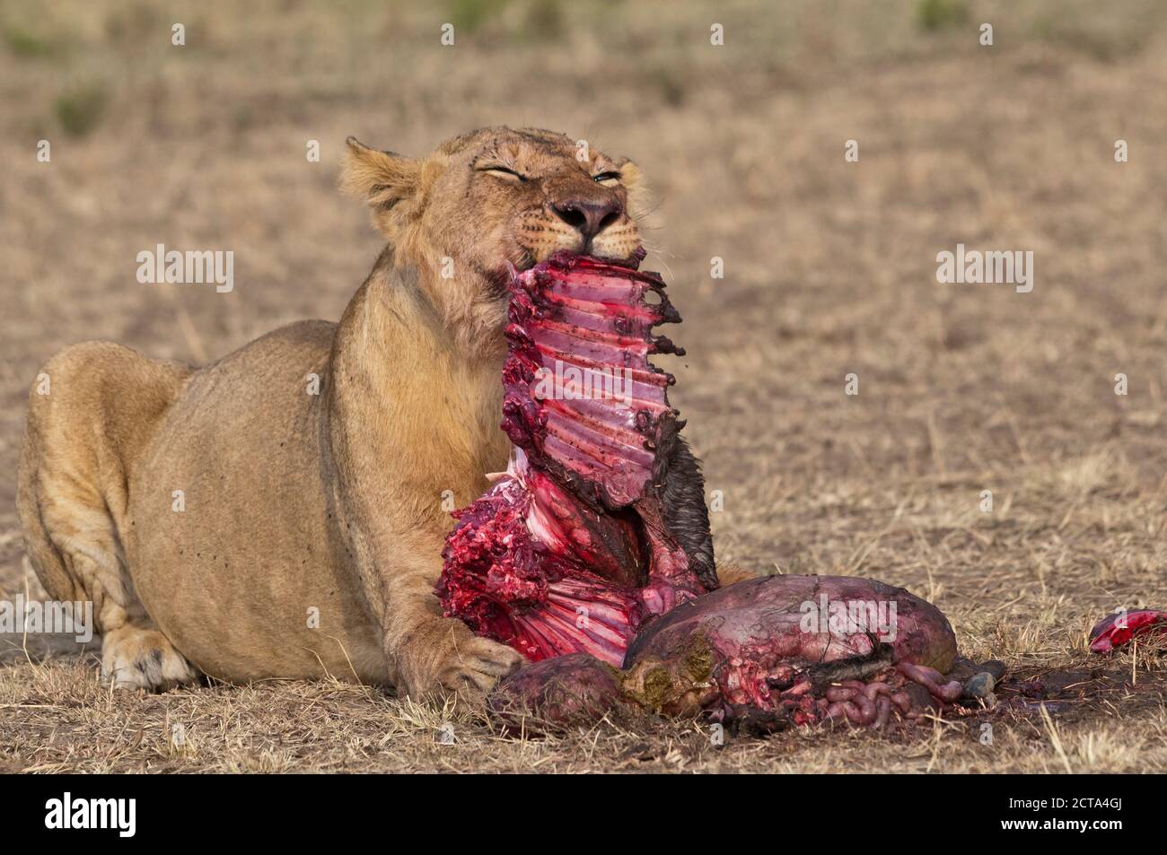 África, Kenia, Masai Mara National Reserve, hembra, león Panthera leo, comer un ñu azul Foto de stock