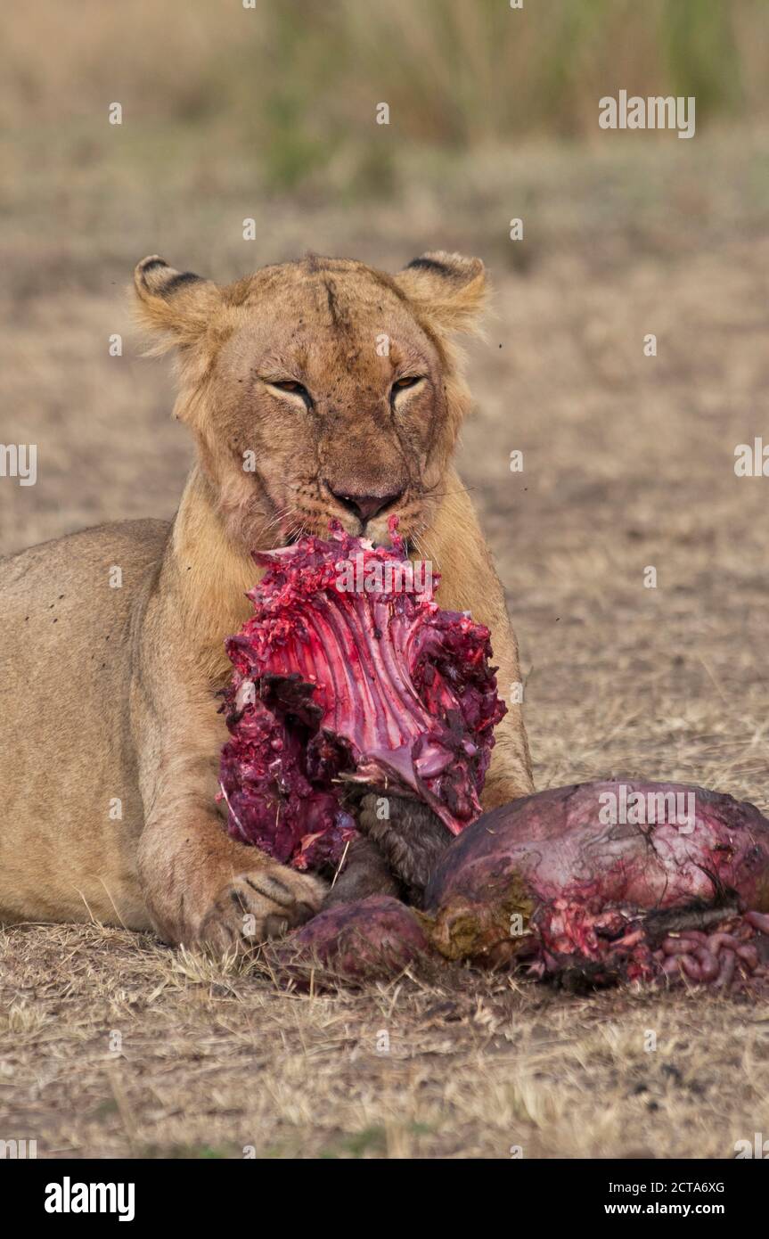 África, Kenia, Masai Mara National Reserve, hembra, león Panthera leo, comer un ñu azul Foto de stock