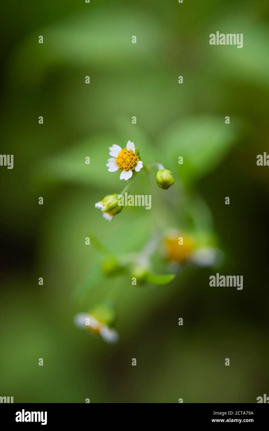 Galinsoga parviflora, close-up Foto de stock